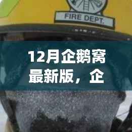 12月企鹅窝最新版,企鹅窝的温馨日常,12月最新版的故事