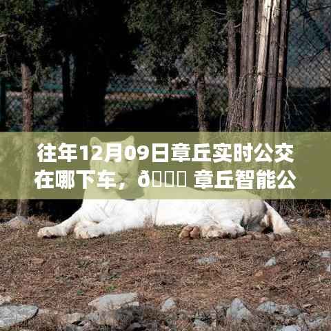 章丘智能公交导航,一键下车重塑生活,历年12月09日实时公交路线详解