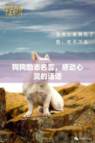 狗狗励志名言,感动心灵的话语