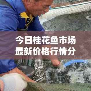 今日桂花鱼市场最新价格行情分析